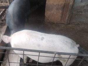 Vand porc de 160- 180 de kg 