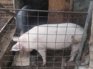 Vand porc de 160- 180 de kg  - imagine 5 Vand porc de 160- 180 de kg  - imagine 5