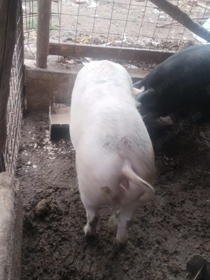 Vand porc de 160- 180 de kg  - imagine 2 Vand porc de 160- 180 de kg  - imagine 2