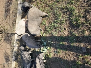 Vând porci vietnamezi - imagine 2