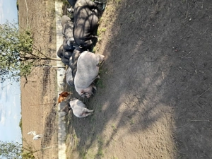 Vând porci vietnamezi - imagine 3