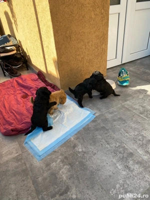 vând catelusi rasa caniche francez - imagine 5 vând catelusi rasa caniche francez - imagine 5