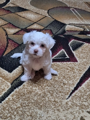 Căței bichon havanez  - imagine 2 Căței bichon havanez  - imagine 2