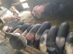 Vand purcei si scroafe gestante bazna!