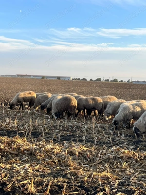 Vând 25 de oi de ținut 