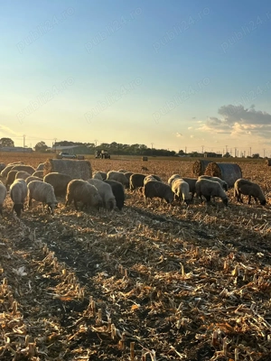 Vând 25 de oi de ținut  - imagine 2