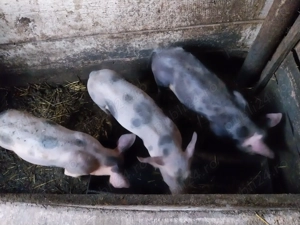 Vând șoldani frumoși - imagine 2 Vând șoldani frumoși - imagine 2