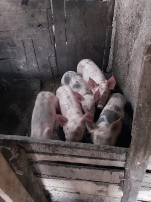 Vând șoldani frumoși