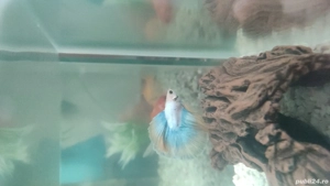 Pesti carasi si beta