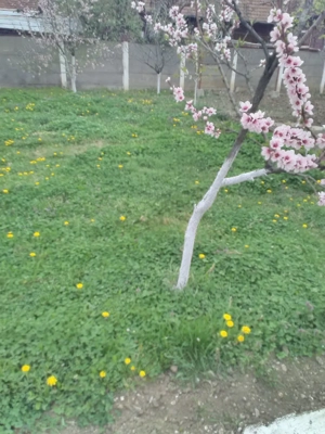  inchiriere sau vanzare - imagine 8