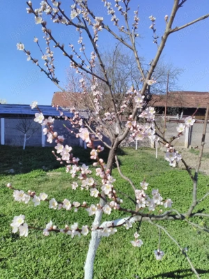  inchiriere sau vanzare - imagine 9