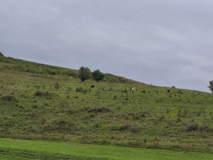 Măgăruși de vânzare. 