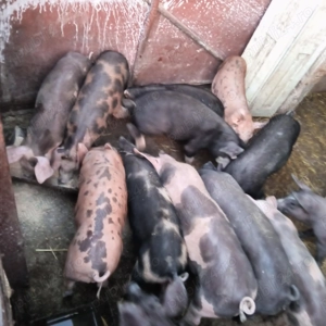 Vând purcei preţ pe bucată - imagine 2 Vând purcei preţ pe bucată - imagine 2