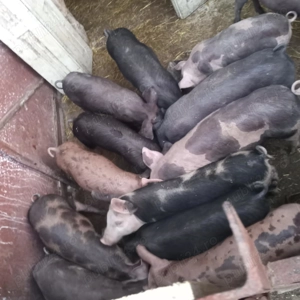 Vând purcei preţ pe bucată - imagine 3 Vând purcei preţ pe bucată - imagine 3