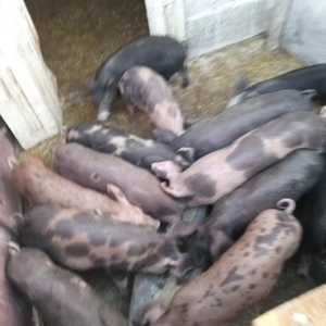 Vând purcei preţ pe bucată - imagine 4 Vând purcei preţ pe bucată - imagine 4