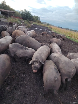 120 130 140 150 160 170 180 190 kg - imagine 2