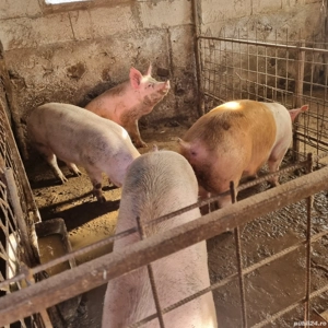 porci de vînzare