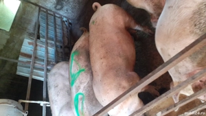 porci de vînzare - imagine 2