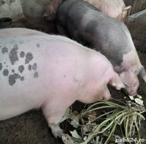 vand porci pentru craciun