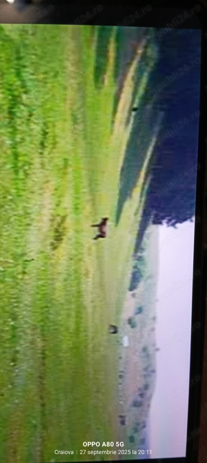 Vând 14 Ha de pădure - imagine 6