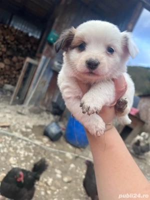 vand pui de bichon 1, jumatate 