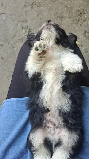 Pui Bichon Havanez  - imagine 2