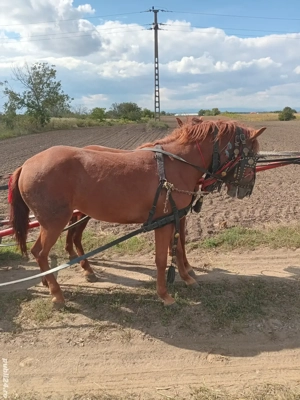 de vănzare mănze - imagine 2 de vănzare mănze - imagine 2