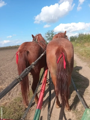 de vănzare mănze - imagine 3 de vănzare mănze - imagine 3