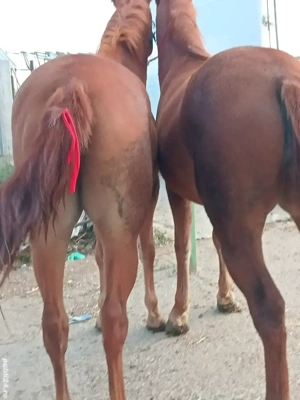 de vănzare mănze - imagine 4 de vănzare mănze - imagine 4