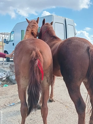 de vănzare mănze - imagine 5 de vănzare mănze - imagine 5