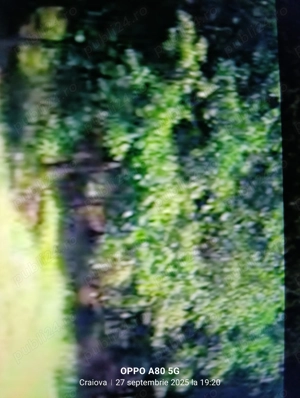 Vând pădure în loc. Vulpeni jud Olt - imagine 8