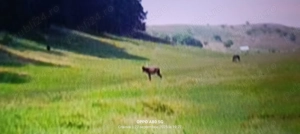 Vând pădure în loc. Vulpeni jud Olt - imagine 7