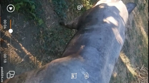 Vier pietrain belgian pur 