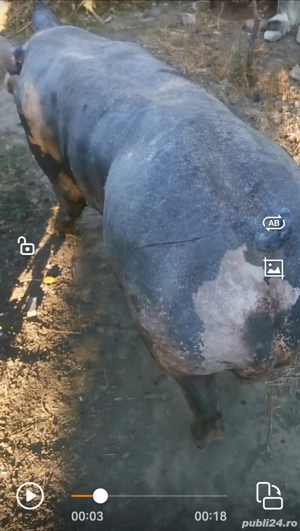 Vier pietrain belgian pur  - imagine 3 Vier pietrain belgian pur  - imagine 3