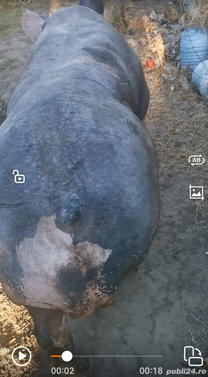 Vier pietrain belgian pur  - imagine 2 Vier pietrain belgian pur  - imagine 2