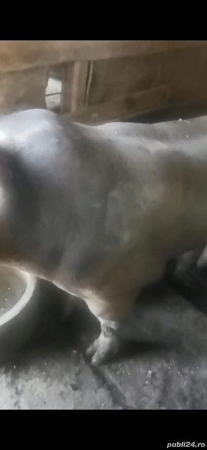 Vier pietrain belgian pur  - imagine 4 Vier pietrain belgian pur  - imagine 4