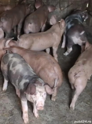 Grasuni puetrain pur si metis duroc  - imagine 2 Grasuni puetrain pur si metis duroc  - imagine 2