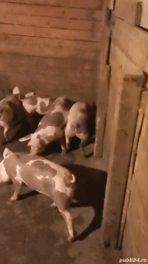 Grasuni puetrain pur si metis duroc 