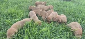 Visla viszla maghiara