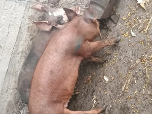 Vând porci și purcei 