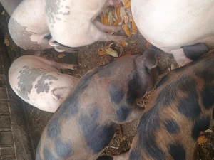 Vând porci și purcei  - imagine 2 Vând porci și purcei  - imagine 2