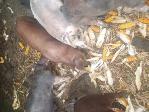 Vând porci și purcei  - imagine 3 Vând porci și purcei  - imagine 3