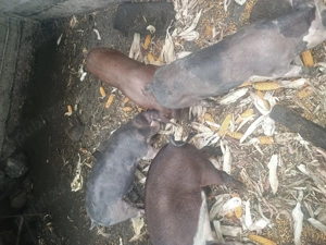 Vând porci și purcei  - imagine 4 Vând porci și purcei  - imagine 4