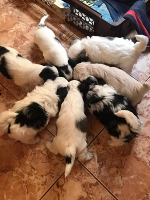 Pui Bichon havanez de vânzare  - imagine 2 Pui Bichon havanez de vânzare  - imagine 2