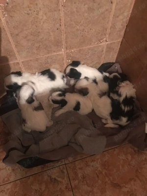 Pui Bichon havanez de vânzare  - imagine 4 Pui Bichon havanez de vânzare  - imagine 4