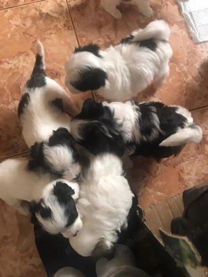 Pui Bichon havanez de vânzare  - imagine 3 Pui Bichon havanez de vânzare  - imagine 3