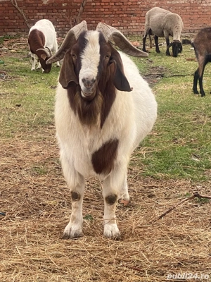 vand țap boer de 6ani