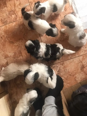 Pui Bichon havanez de vânzare 