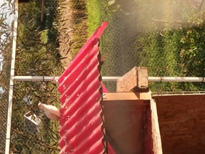 Turturici  - imagine 2