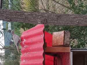 Turturici  - imagine 3